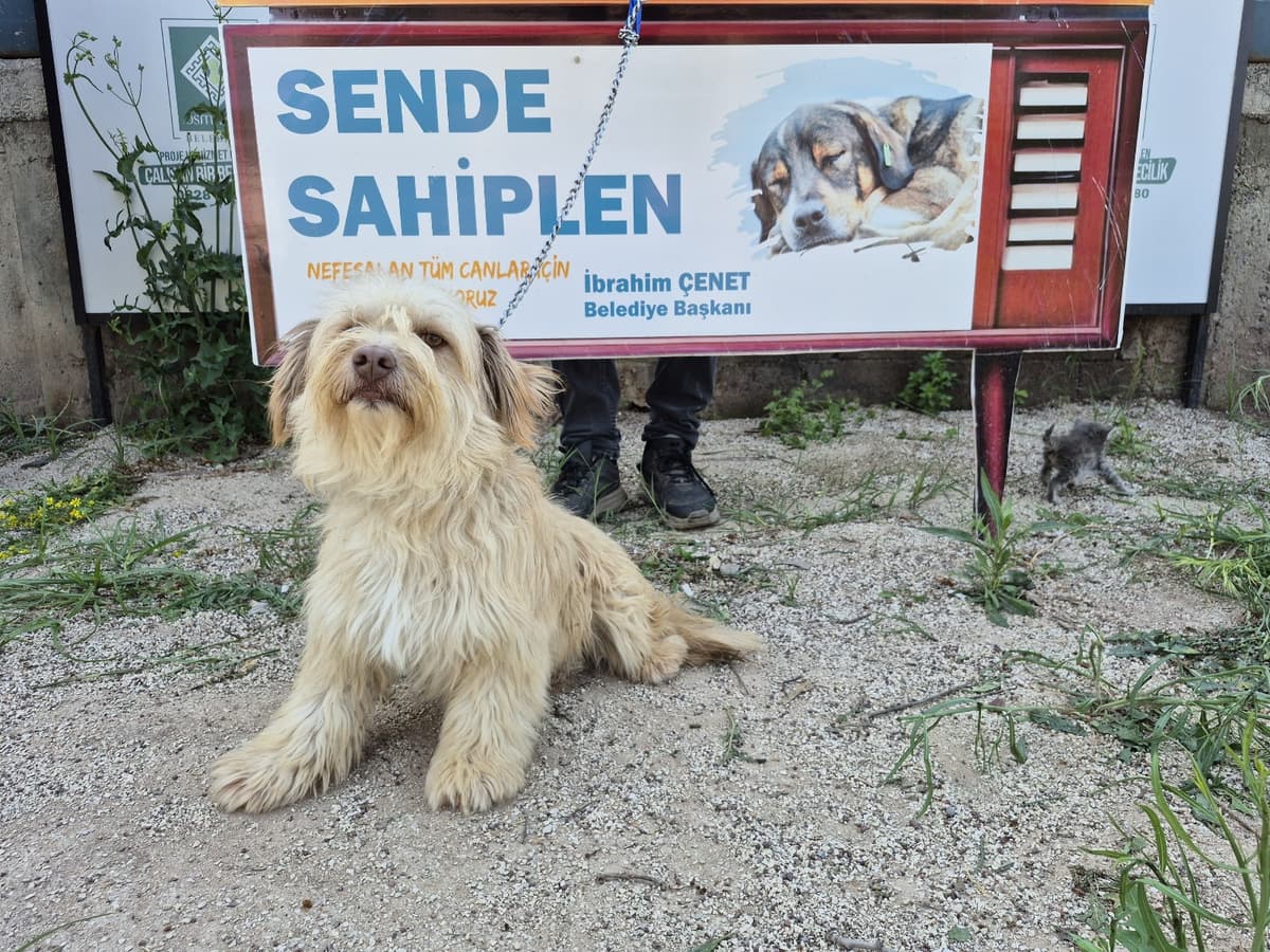 Osmaniye Terrier Köpek Terrier Köpek fotoğrafı