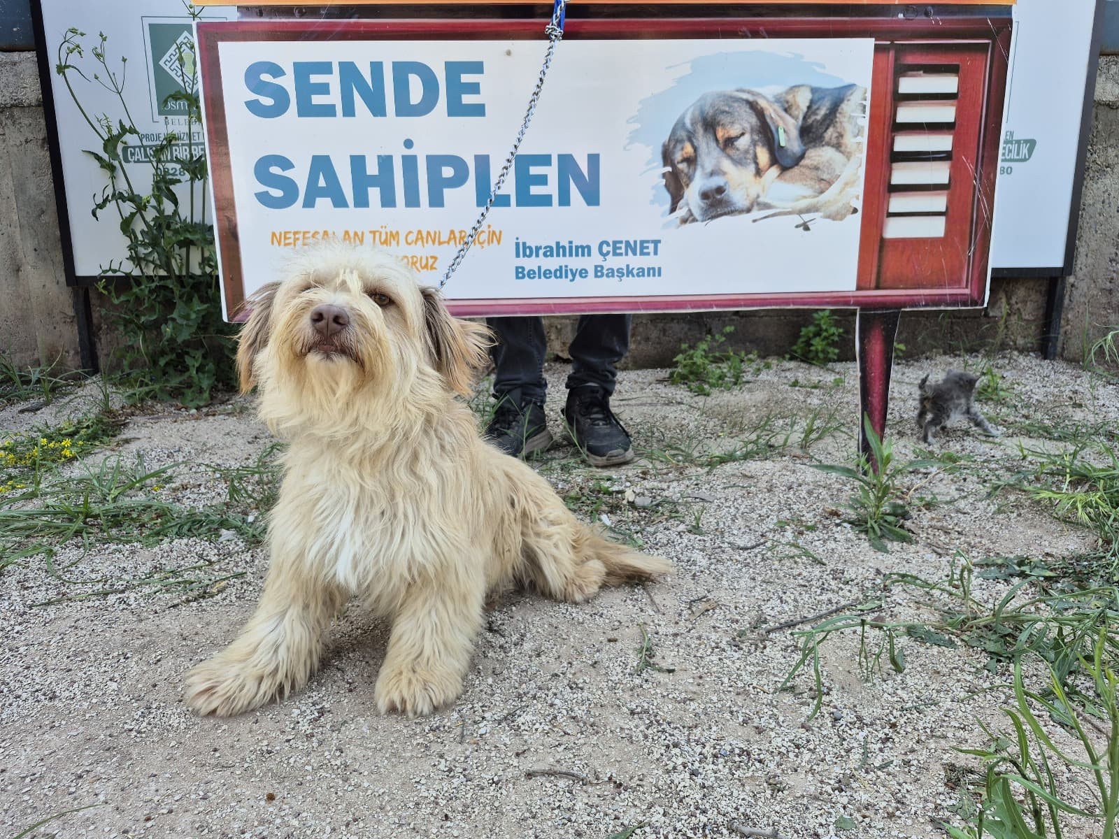 Osmaniye Terrier 900108001961234 Terrier Köpek fotoğrafı