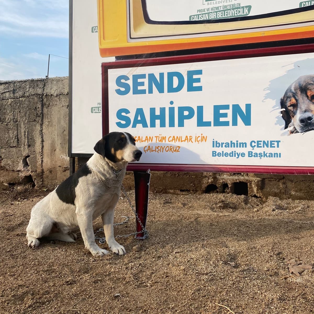 Osmaniye Melez Köpek Melez Köpek, Osmaniye