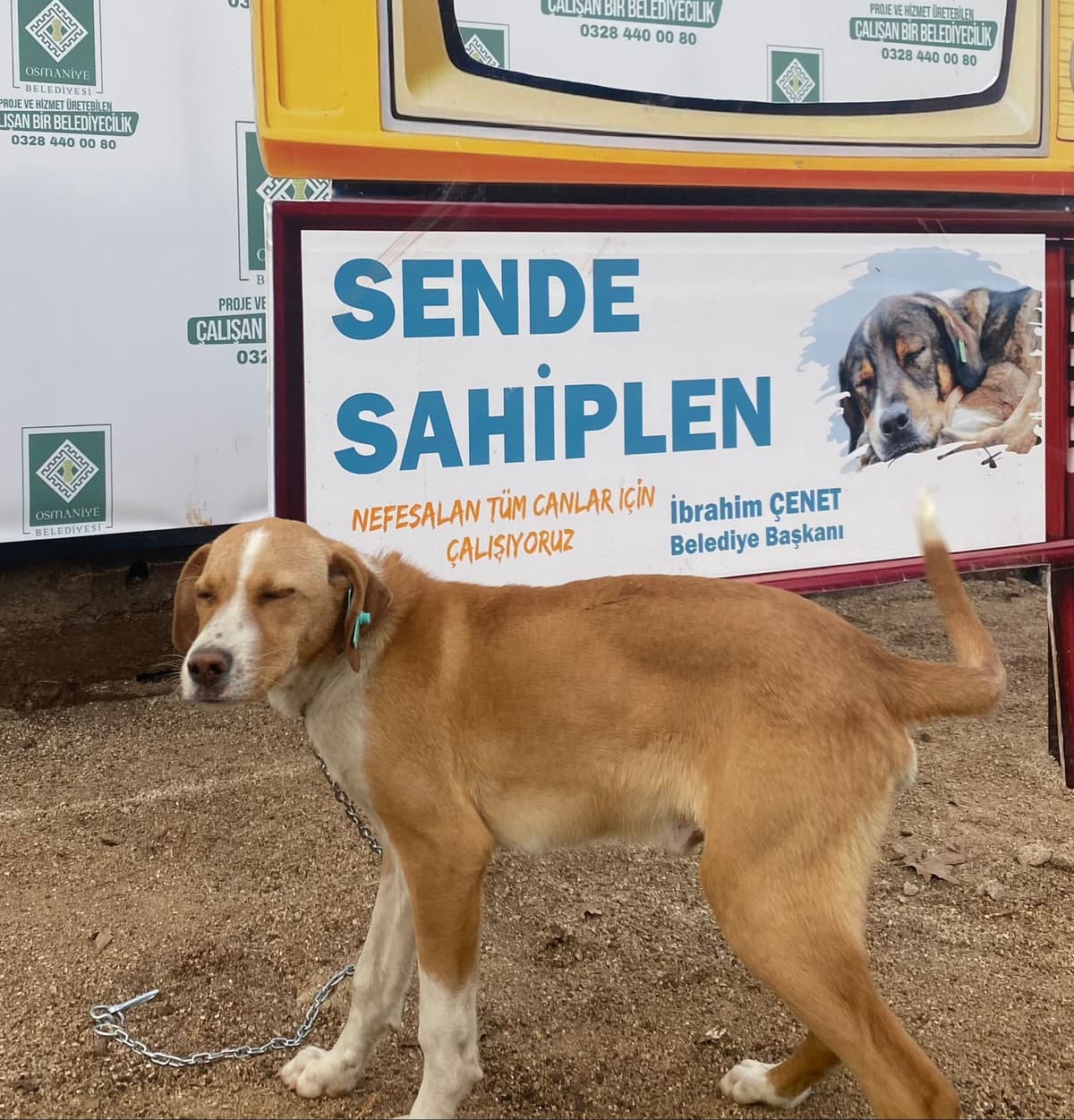 Osmaniye Melez Köpek Melez Köpek, Osmaniye