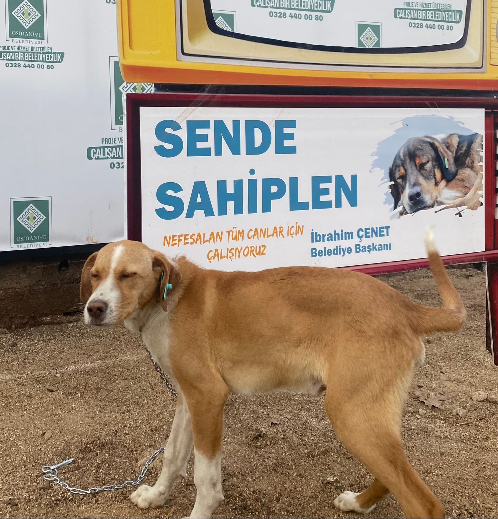Osmaniye Yuva Bekleyen Kopek 991001000823873 Melez Köpek, Osmaniye