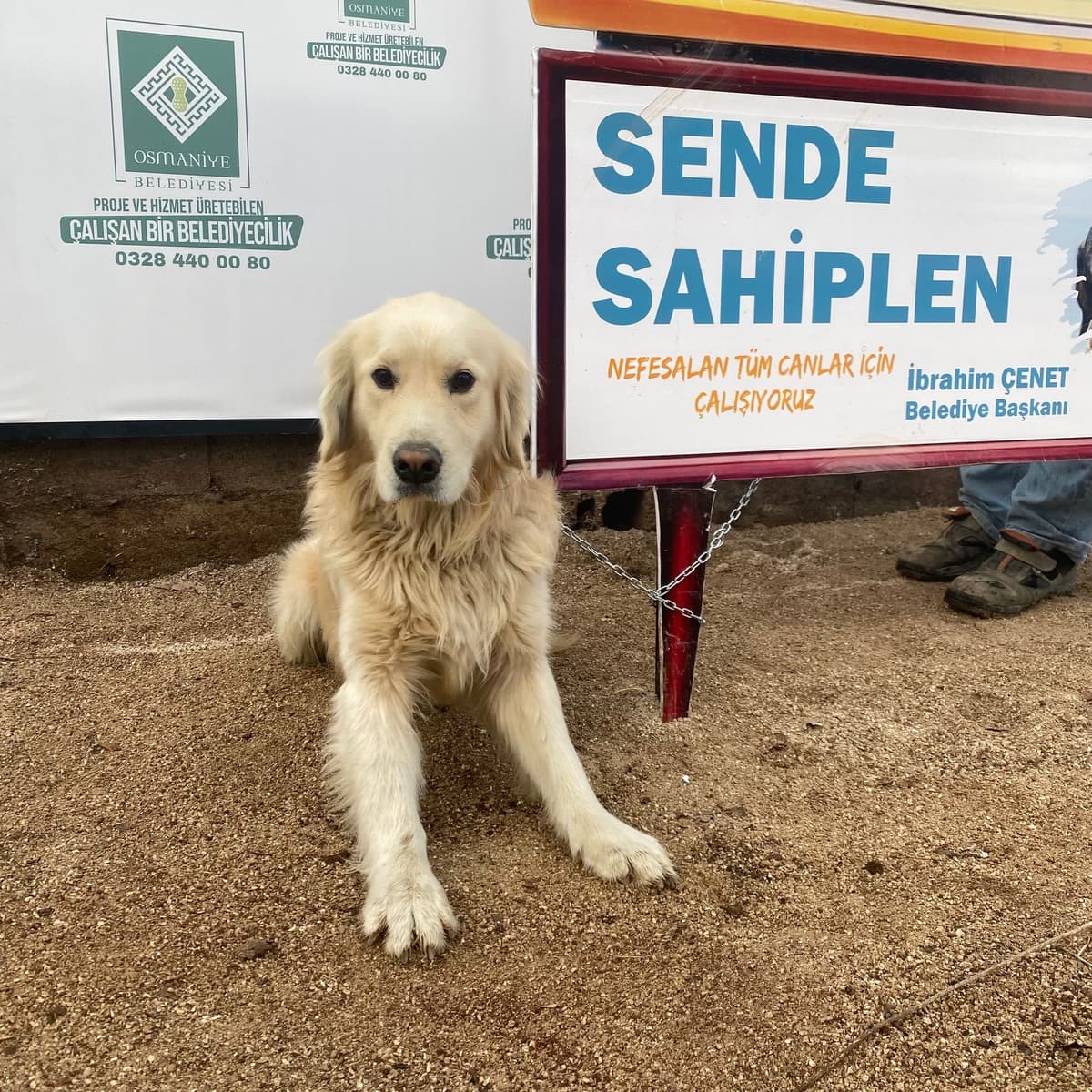 Osmaniye Melez Köpek Melez Köpek, Osmaniye