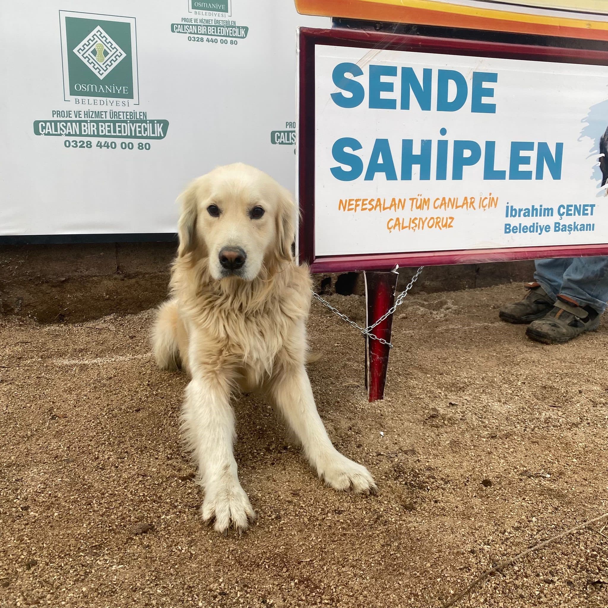 Osmaniye Yuva Bekleyen Kopek 991001000824050 Melez Köpek, Osmaniye