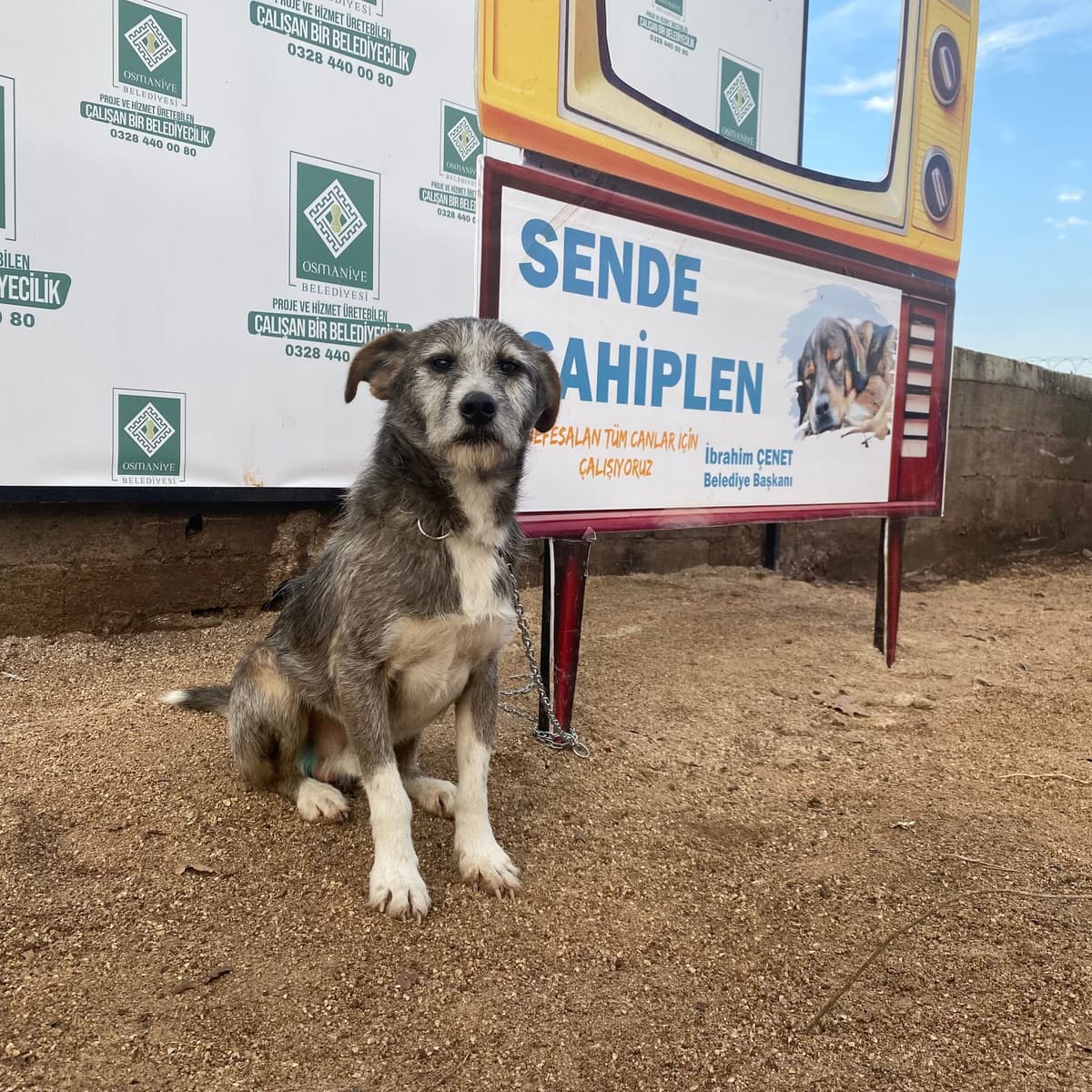 Osmaniye Melez Köpek Melez Köpek, Osmaniye