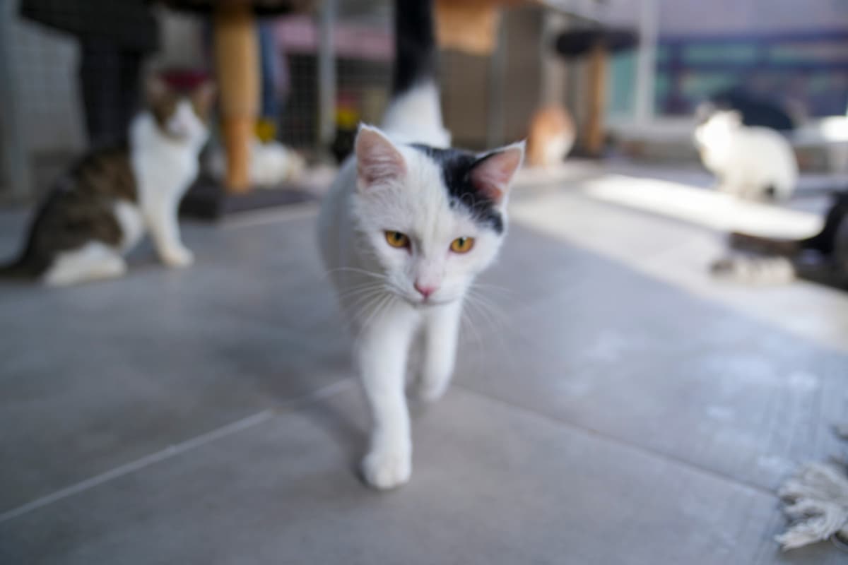 Çarşı Tekir Kedi fotoğrafı