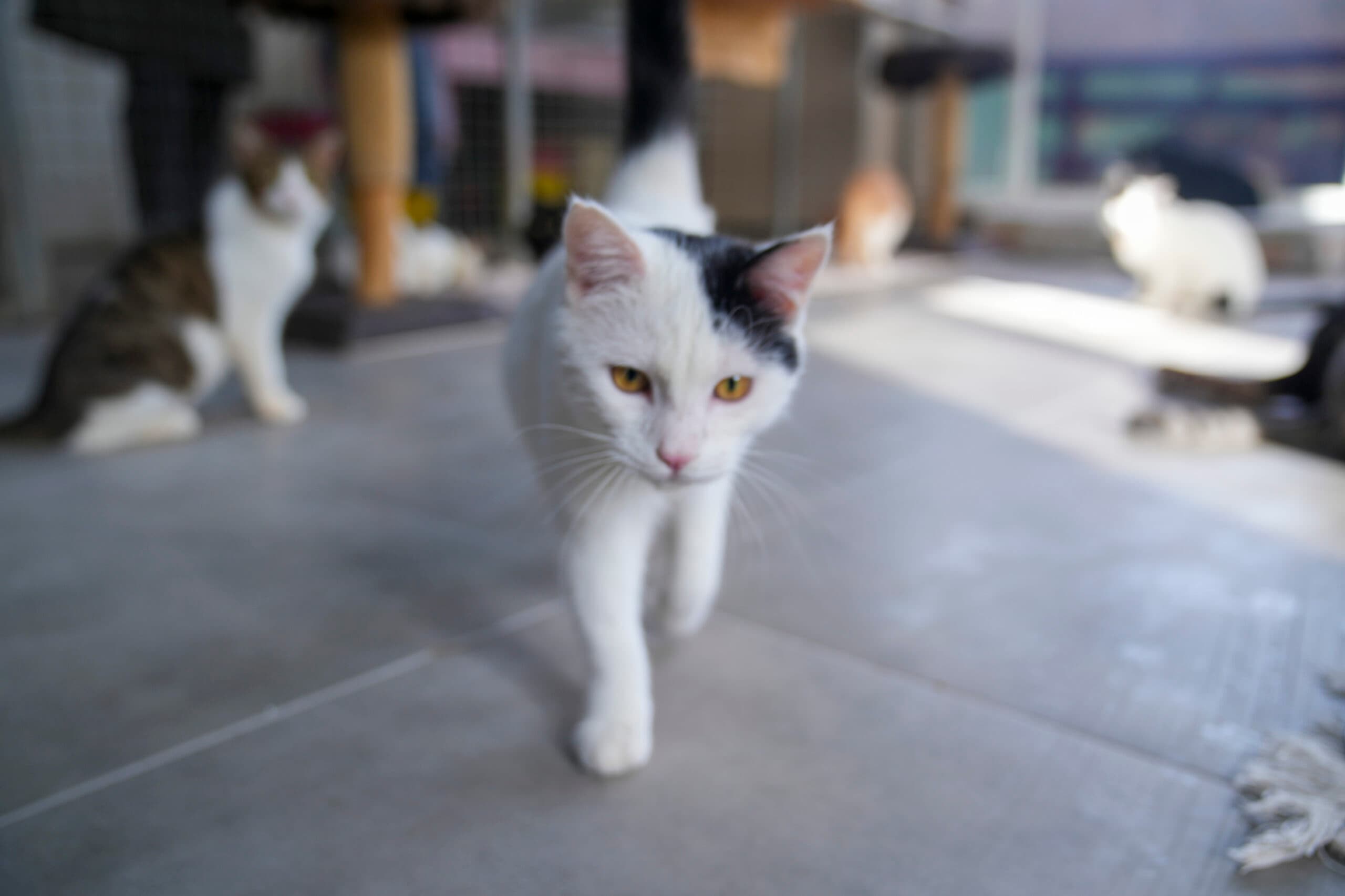 ÇARŞI Tekir Kedi fotoğrafı