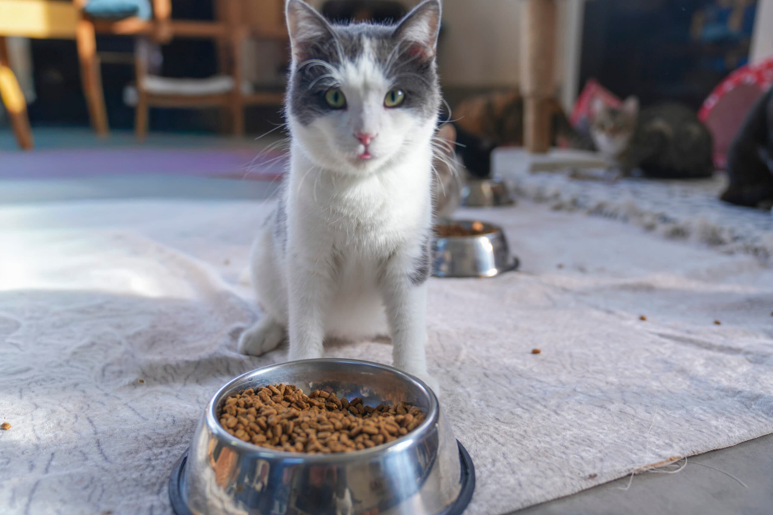 Duman Tekir Kedi fotoğrafı