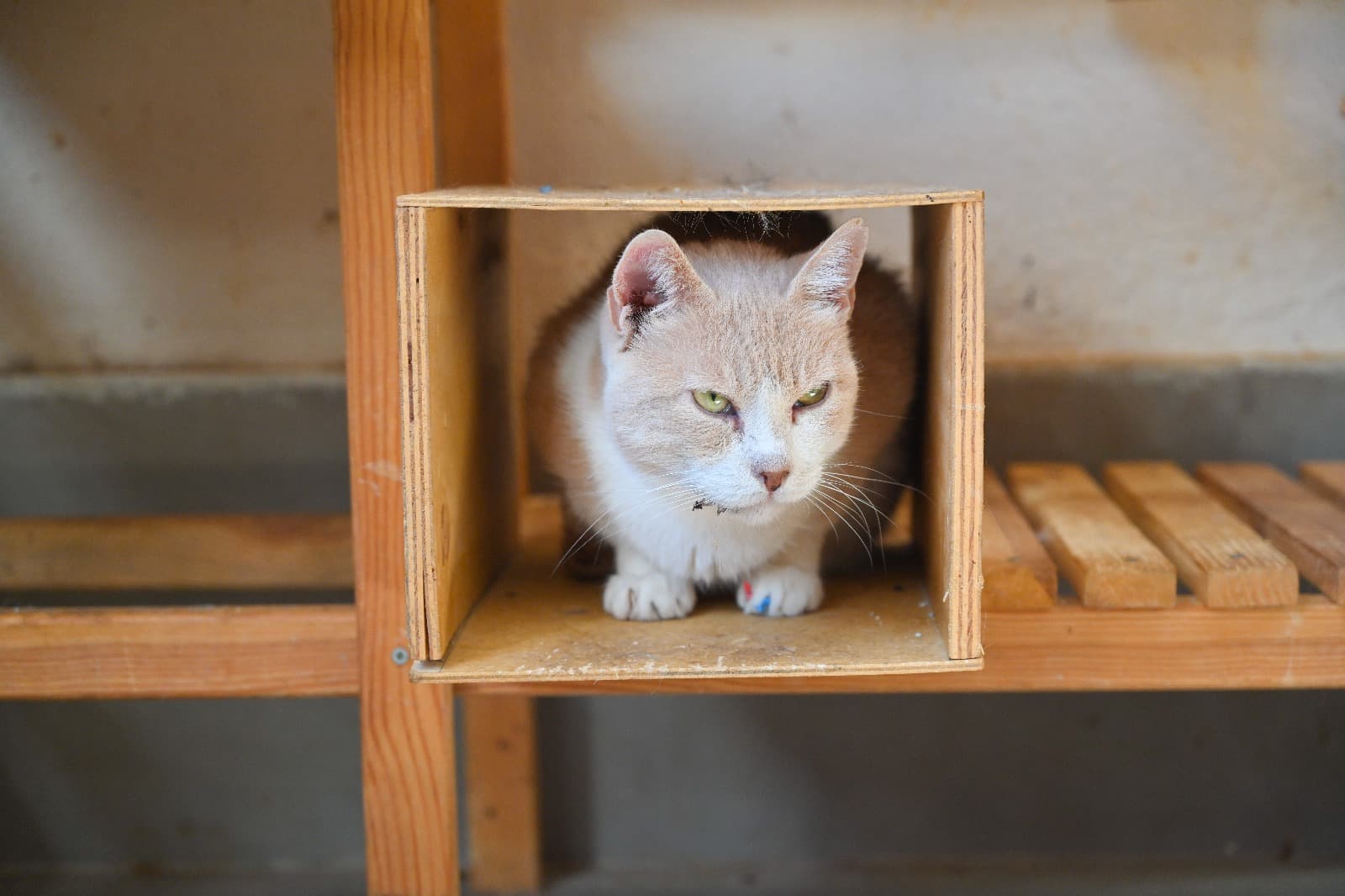 Eros Tekir Kedi fotoğrafı