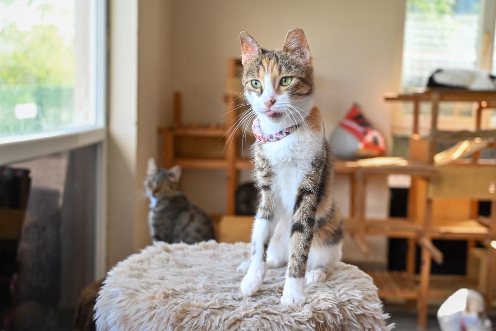 Eyşan Tekir Kedi fotoğrafı