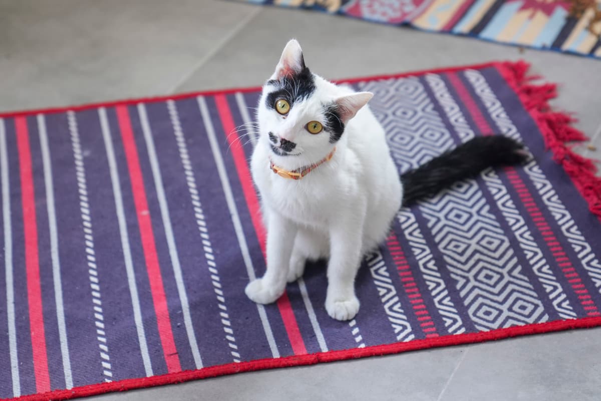 İbo Tekir Kedi fotoğrafı