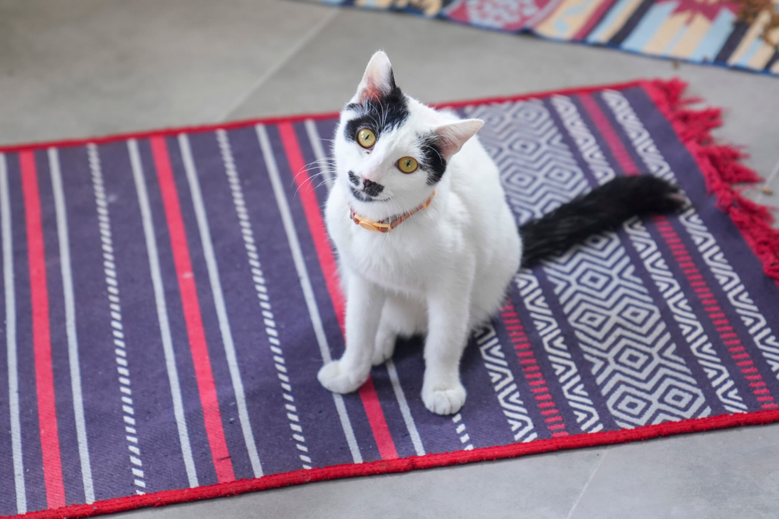 İBO Tekir Kedi fotoğrafı