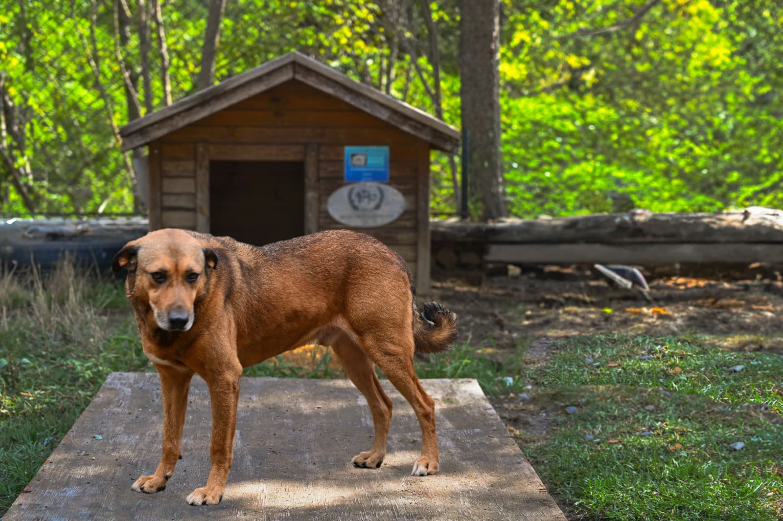 Kahve Labrador Kırması Köpek fotoğrafı