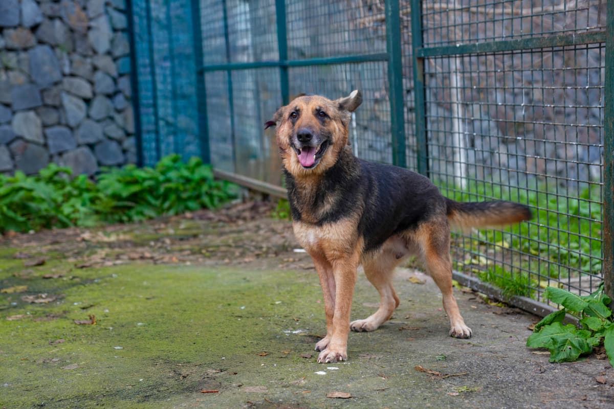 Kiraz Kurt Köpeği Köpek, İstanbul