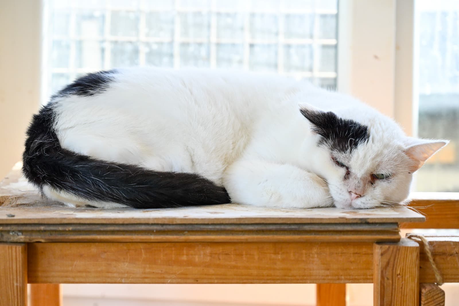 Koca Kafa Tekir Kedi fotoğrafı