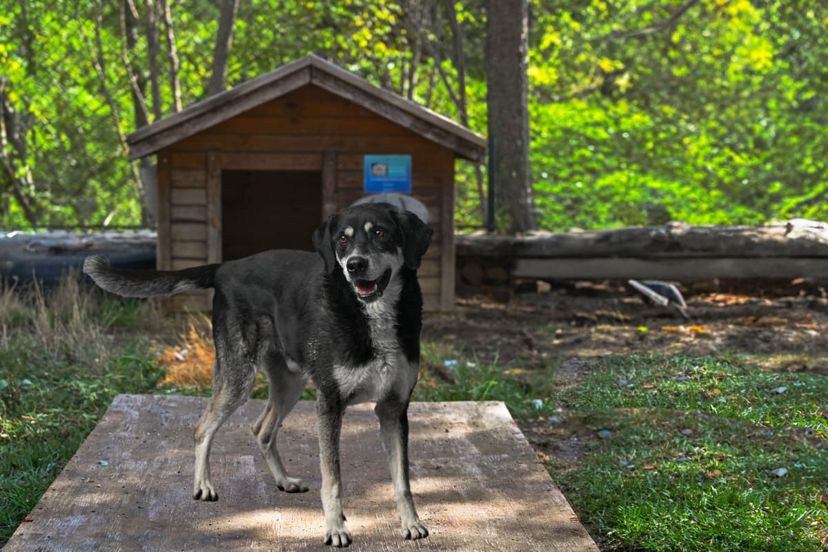 Kont Melez Köpek fotoğrafı