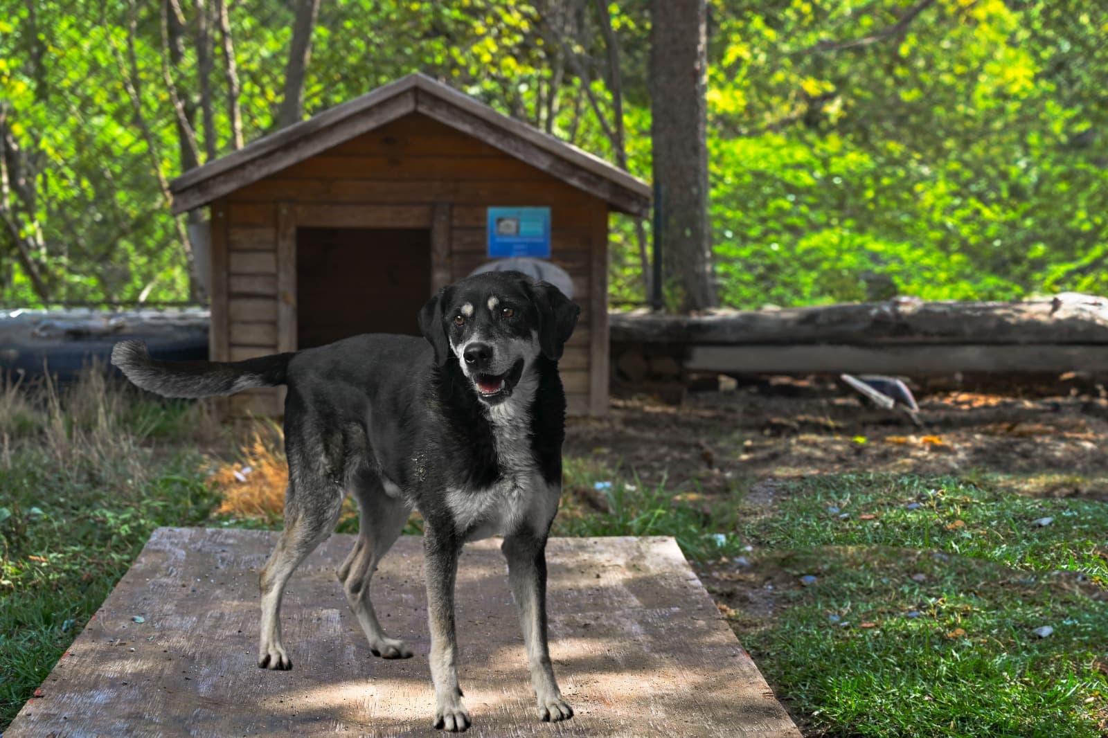 Kont Melez Köpek fotoğrafı