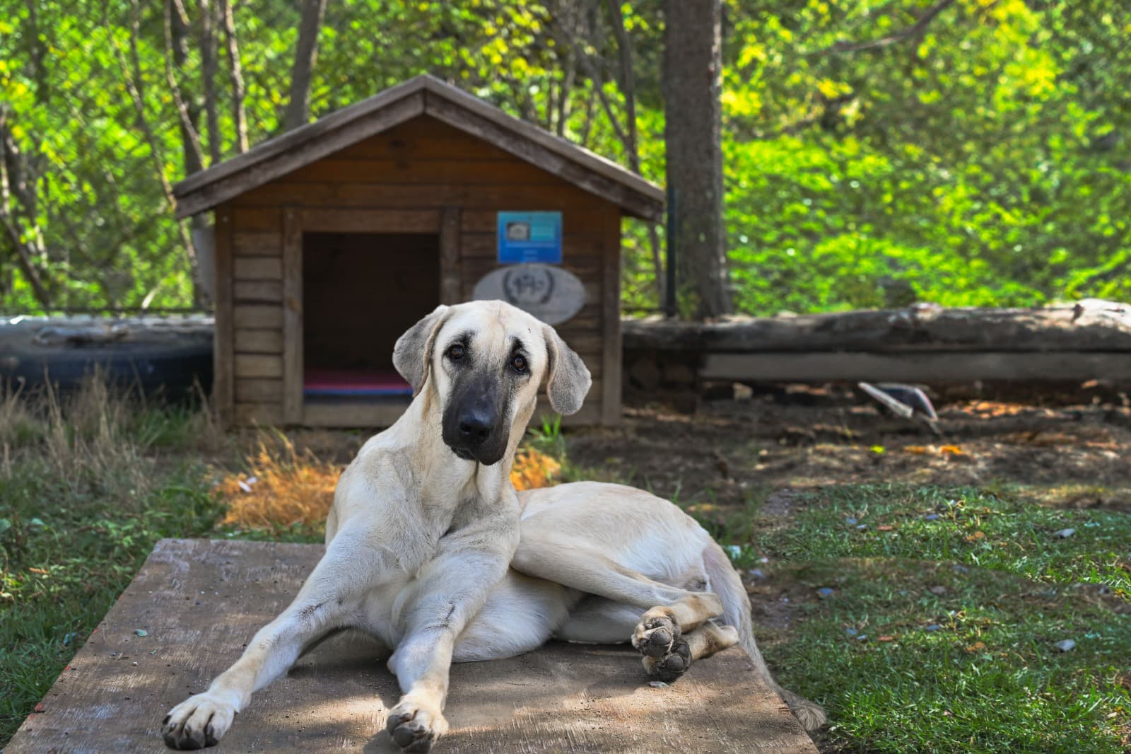 Kontes Kangal Kırması Köpek fotoğrafı