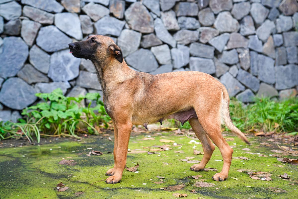 Kufi Belçika Kurdu Köpek, İstanbul