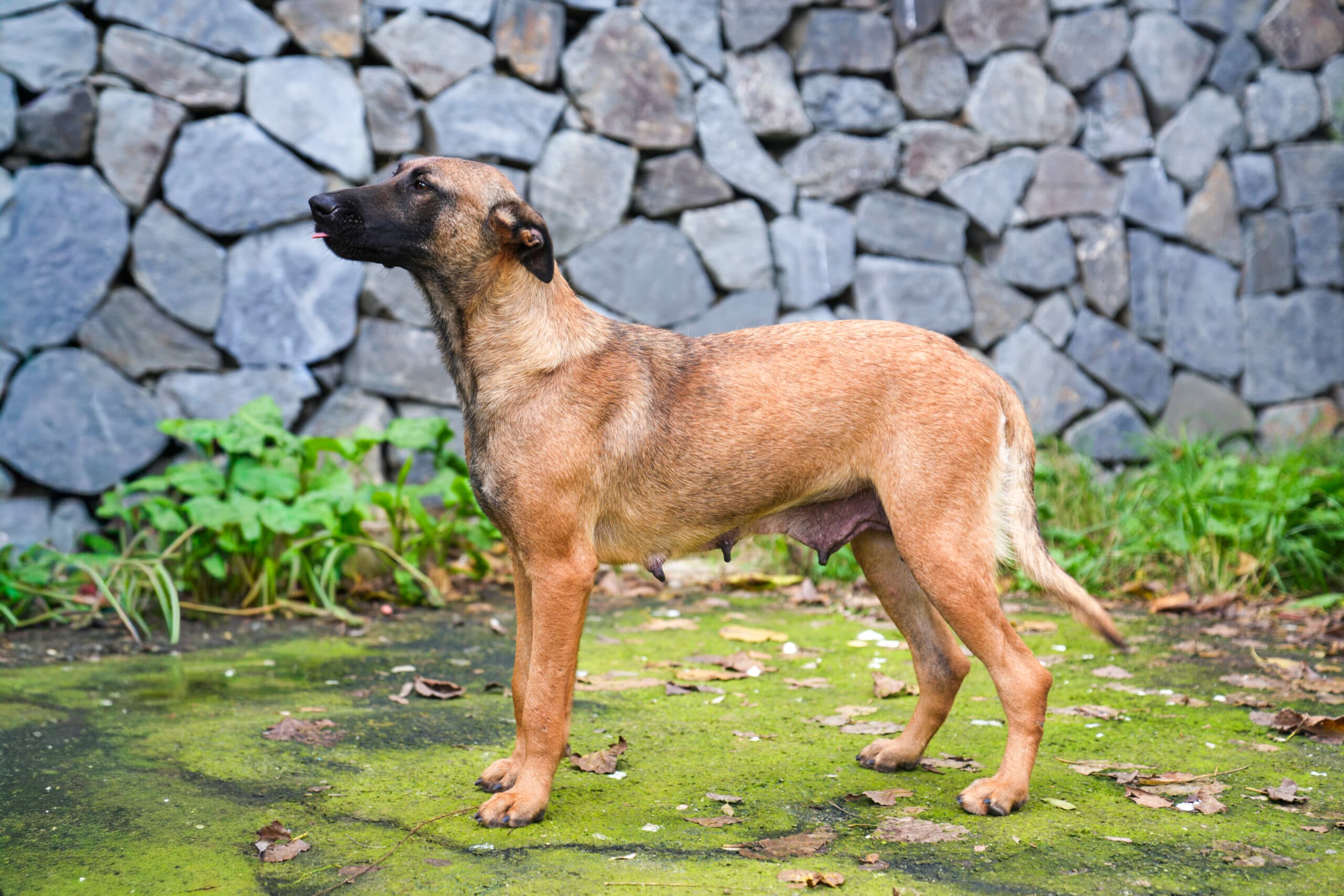 Kufi Belçika Kurdu Köpek fotoğrafı