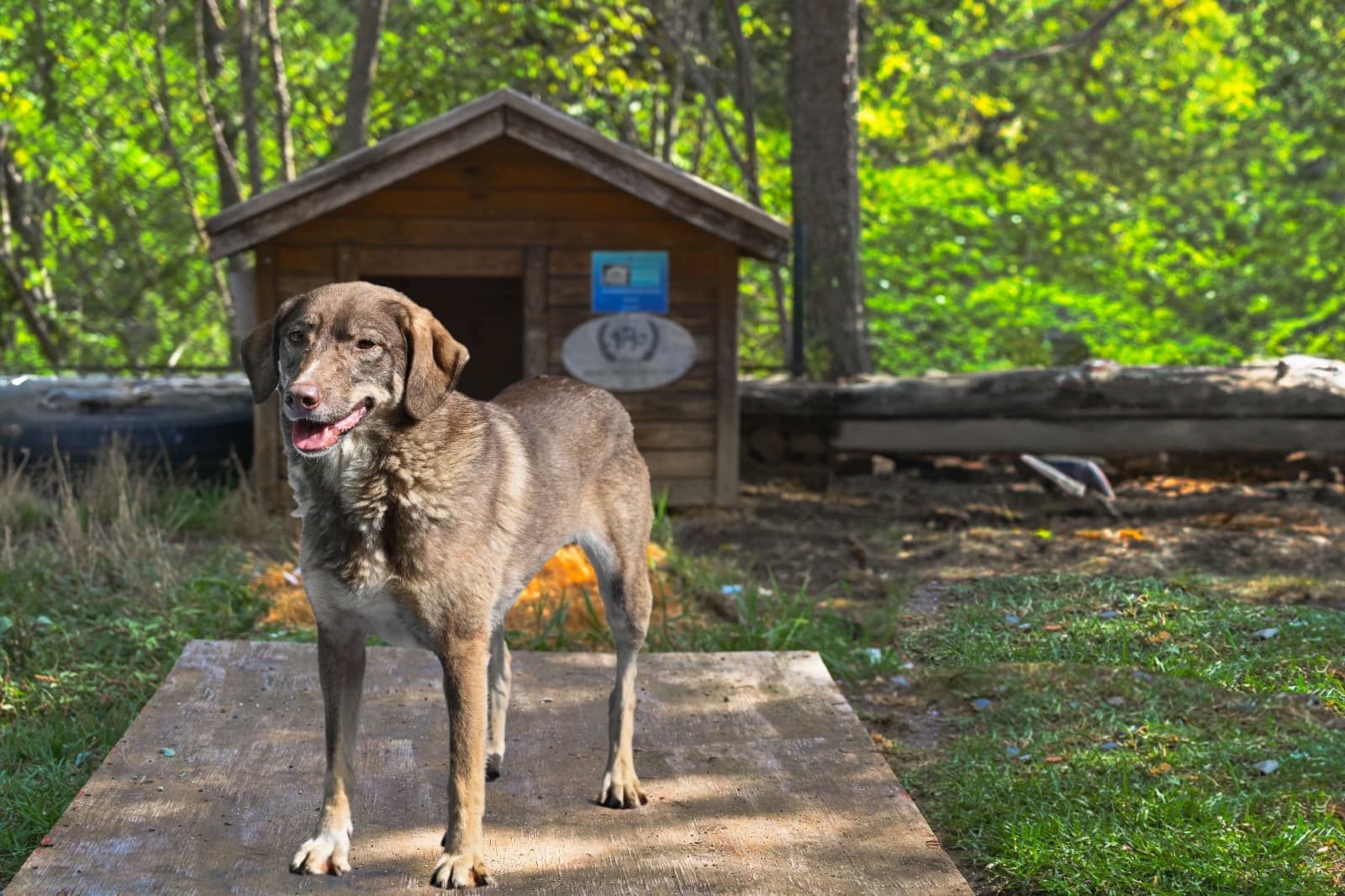 Leyla Melez Köpek fotoğrafı
