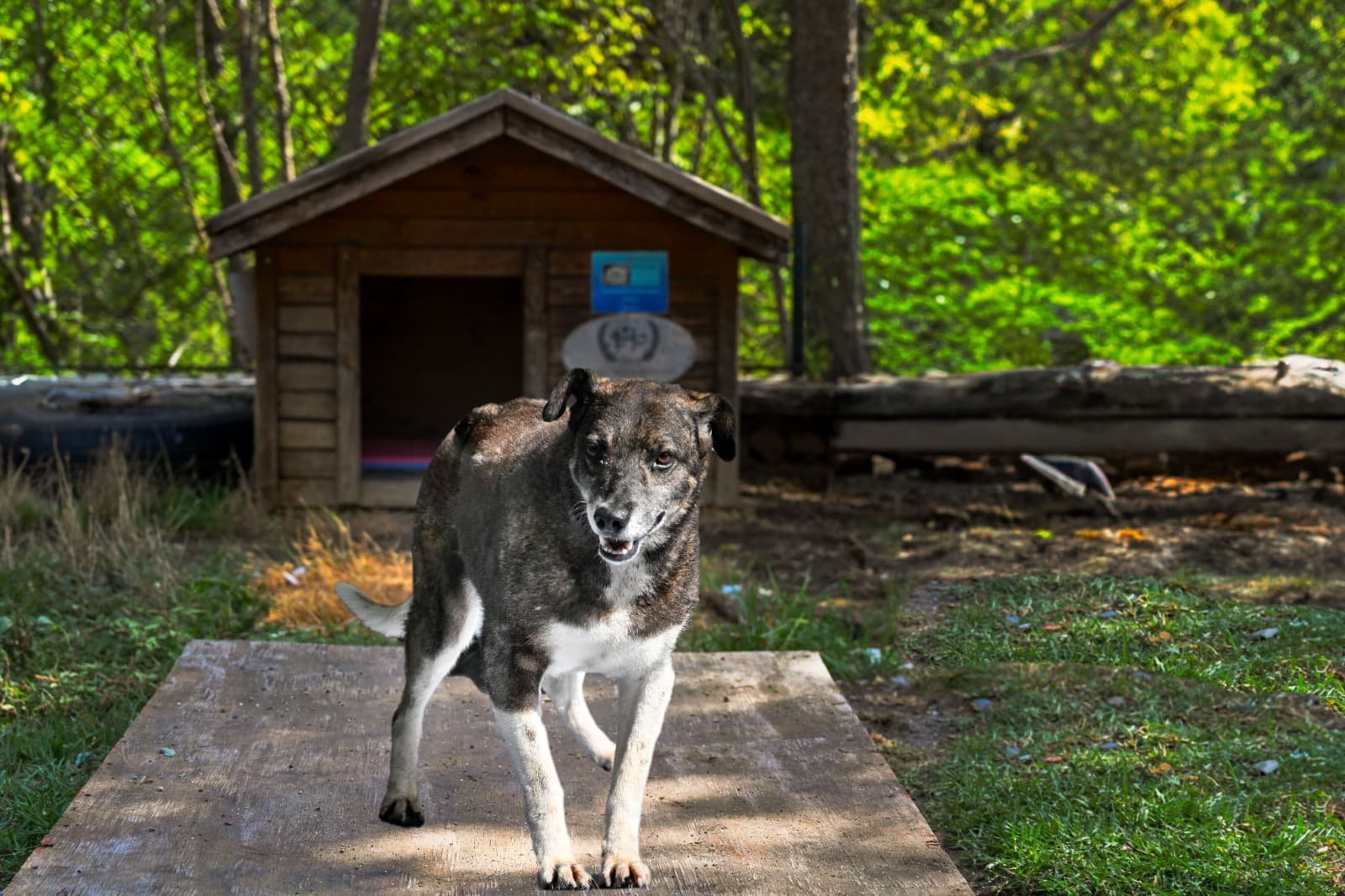 Leyla Melez Köpek fotoğrafı