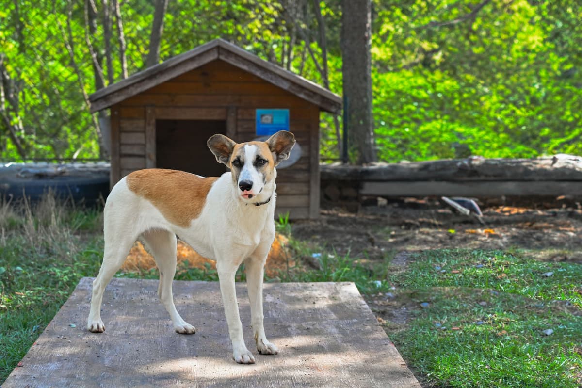 Mişa Av Köpeği Kırması Köpek, İstanbul