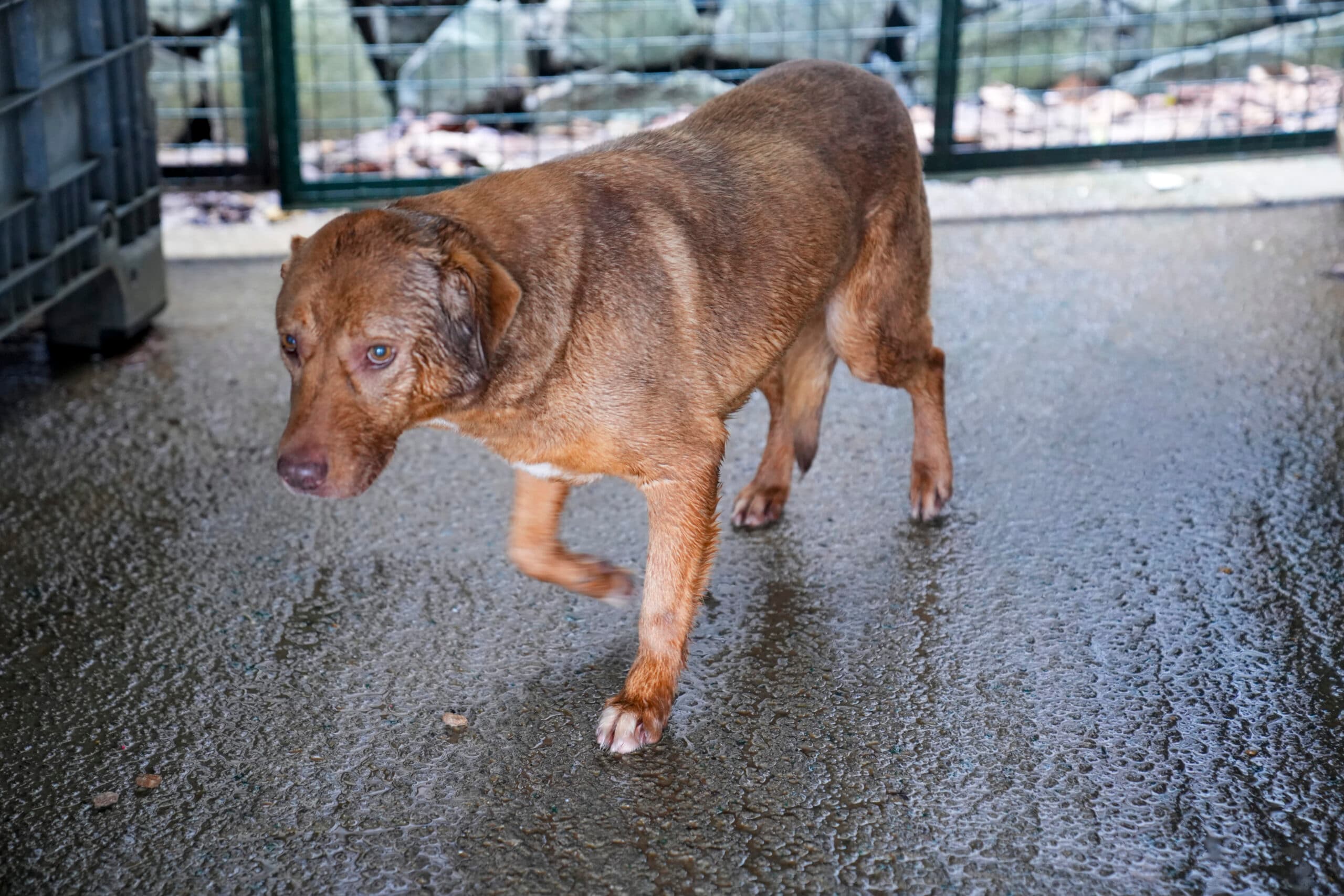Monika Melez Köpek fotoğrafı