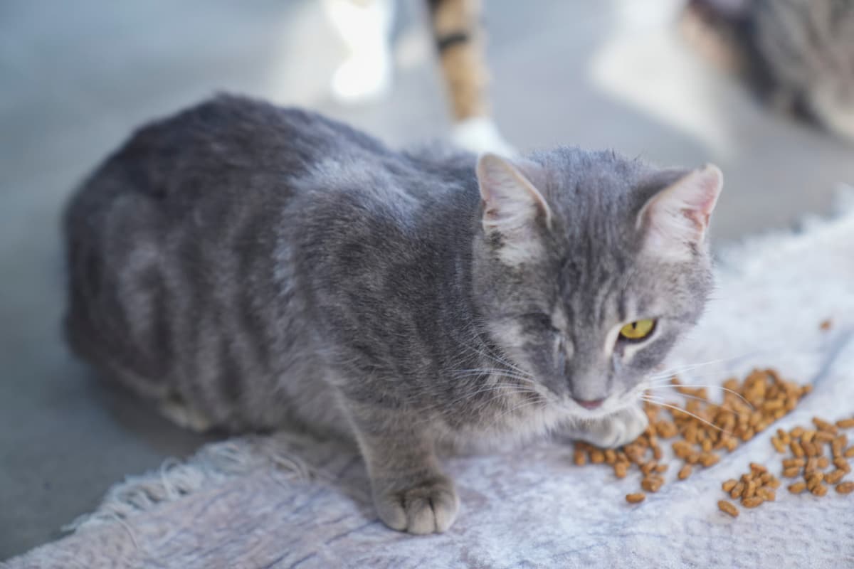 Romeo Tekir Kedi fotoğrafı