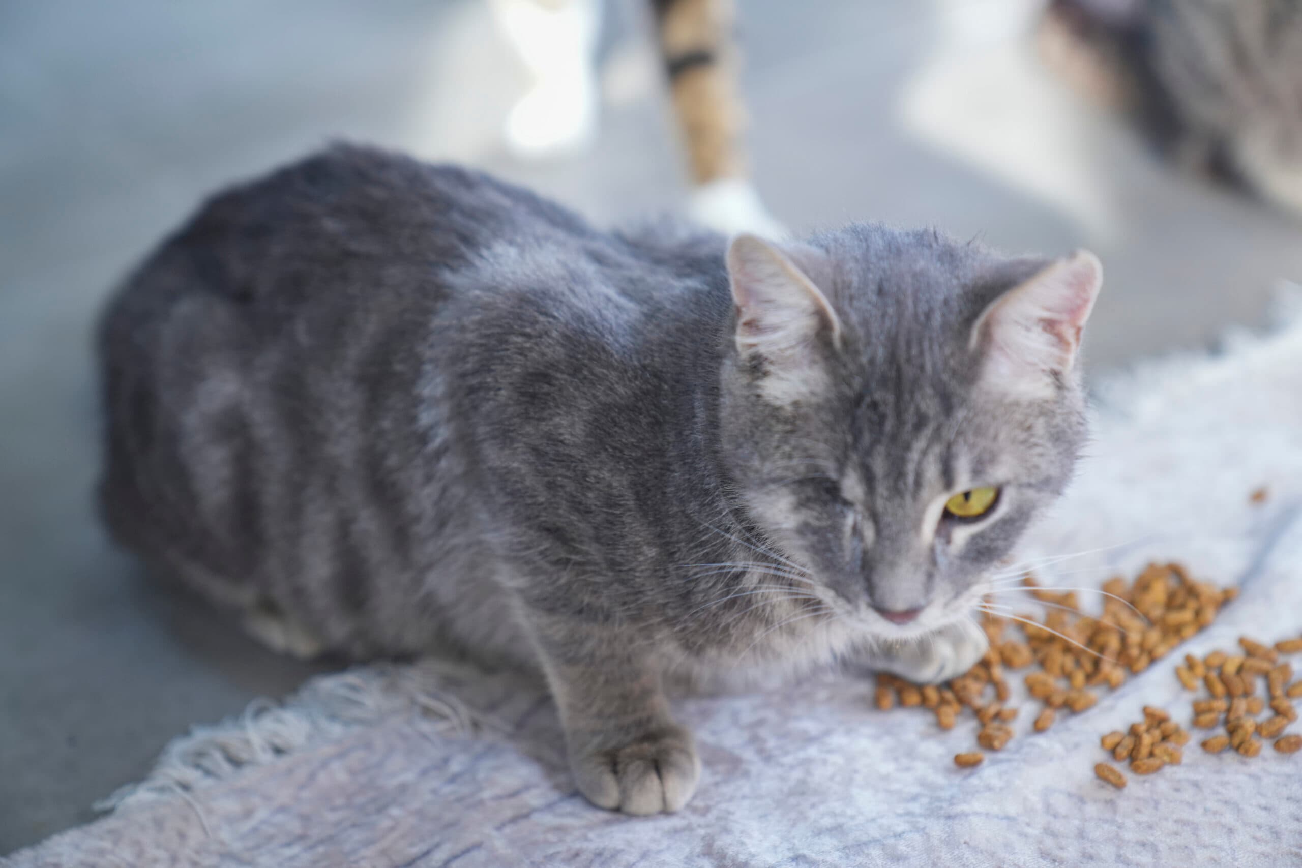 ROMEO Tekir Kedi fotoğrafı