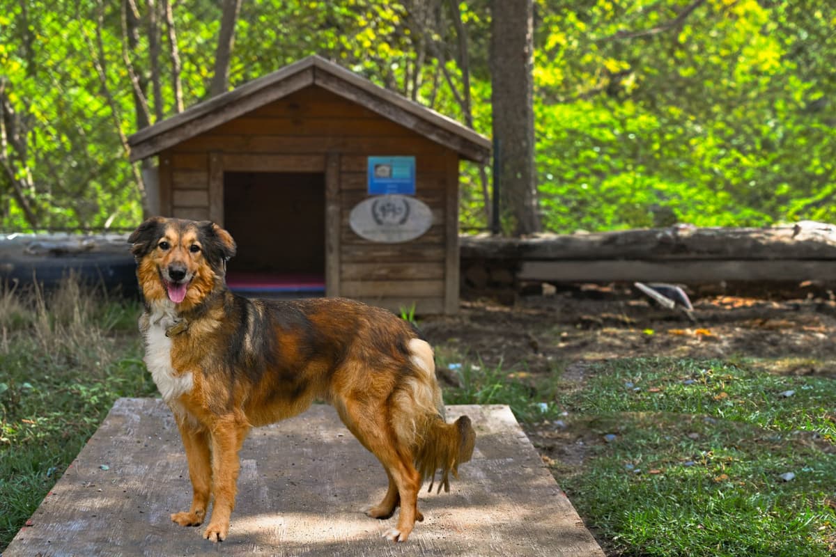 Sari Bodr Koli Kırması Köpek, İstanbul