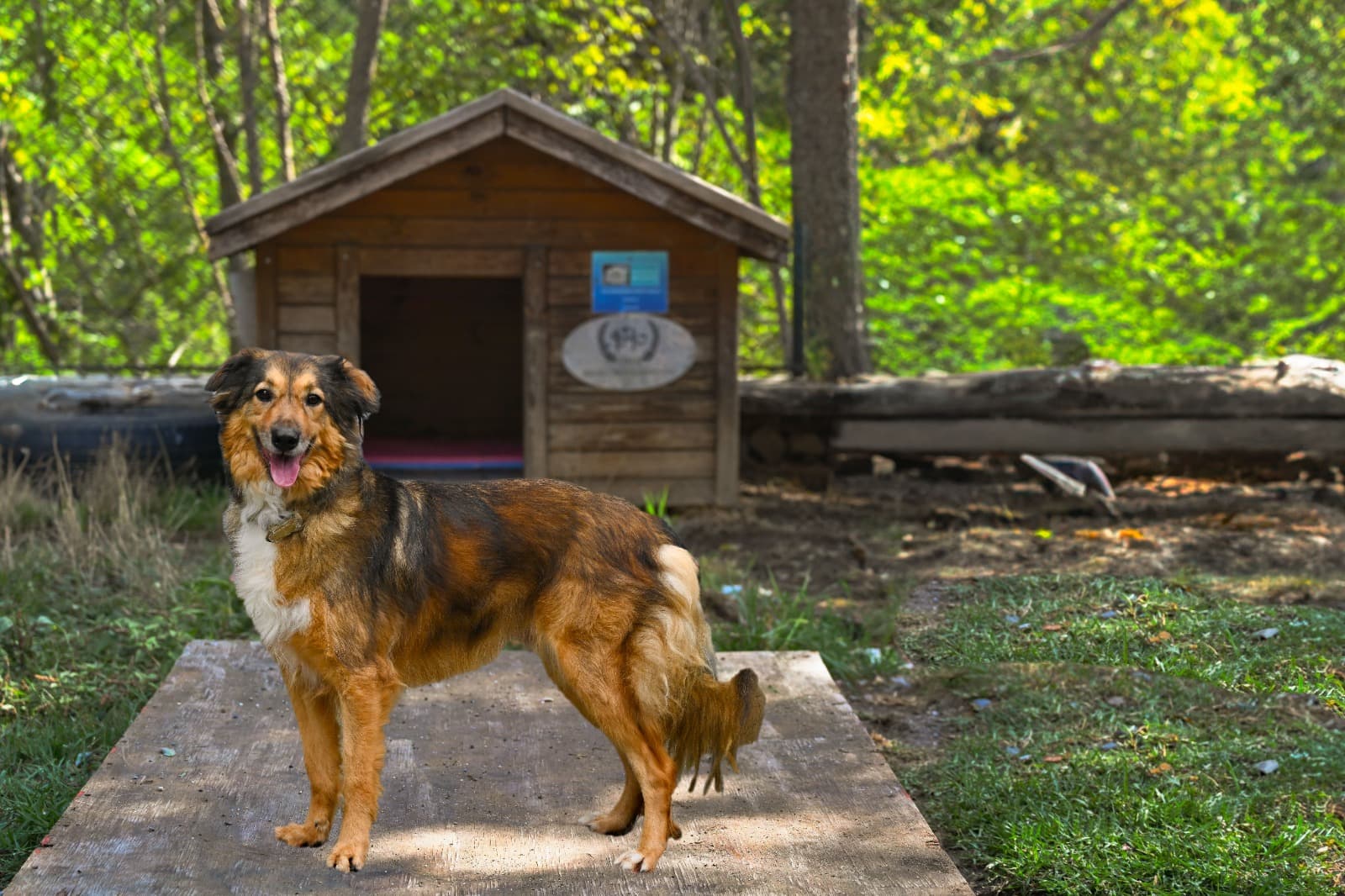 Sari Bodr Koli Kırması Köpek fotoğrafı