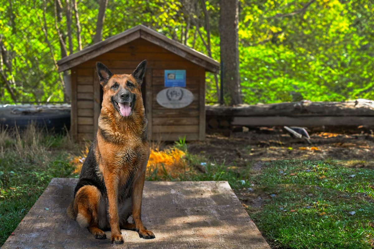 Simba Alman Kurtu Köpek, İstanbul