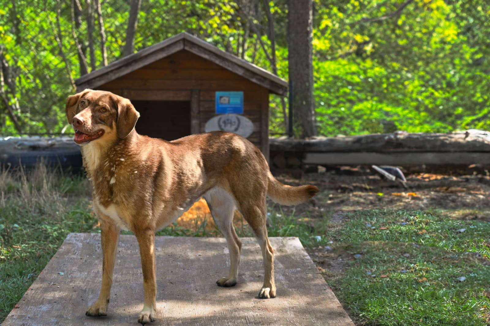 Tarçın Melez Köpek fotoğrafı