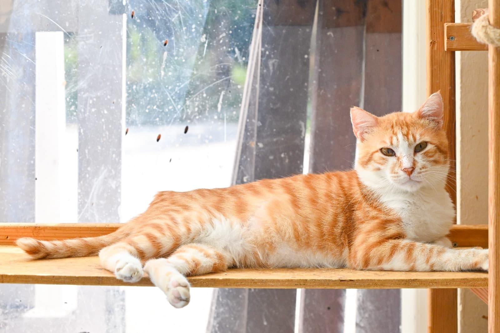 Thor Tekir Kedi fotoğrafı
