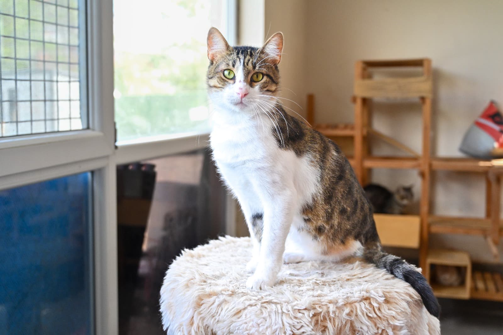 Toros Tekir Kedi fotoğrafı