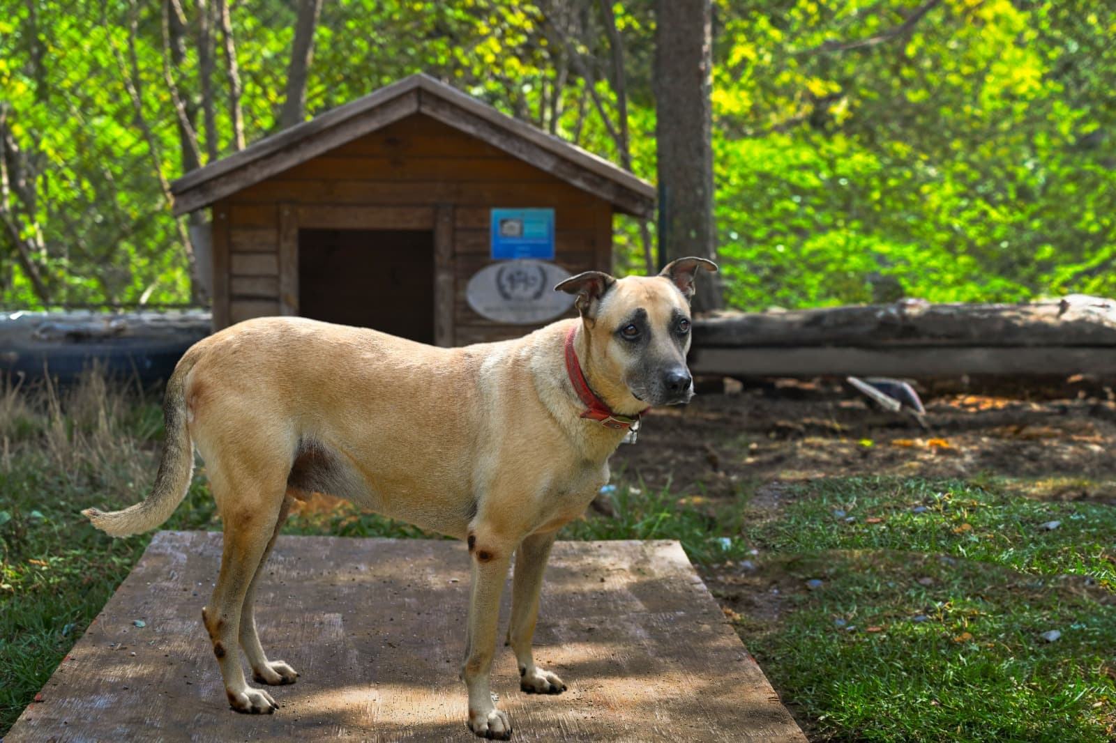 Yumurta Melez Köpek fotoğrafı