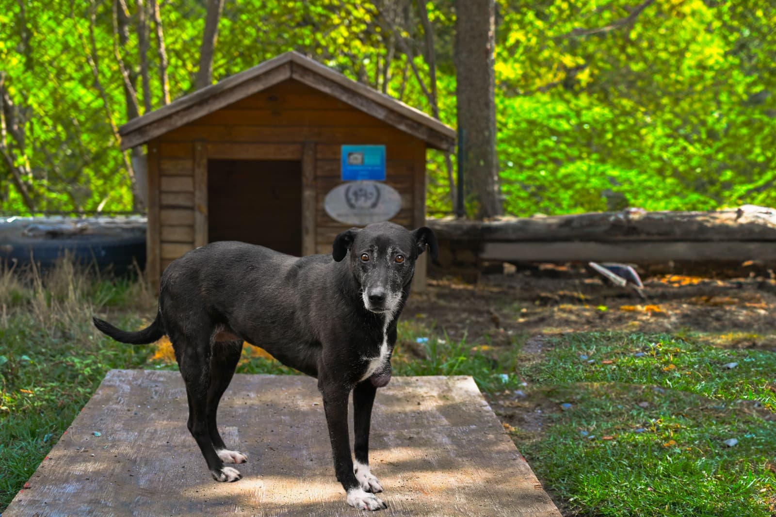Zeytin Melez Köpek fotoğrafı