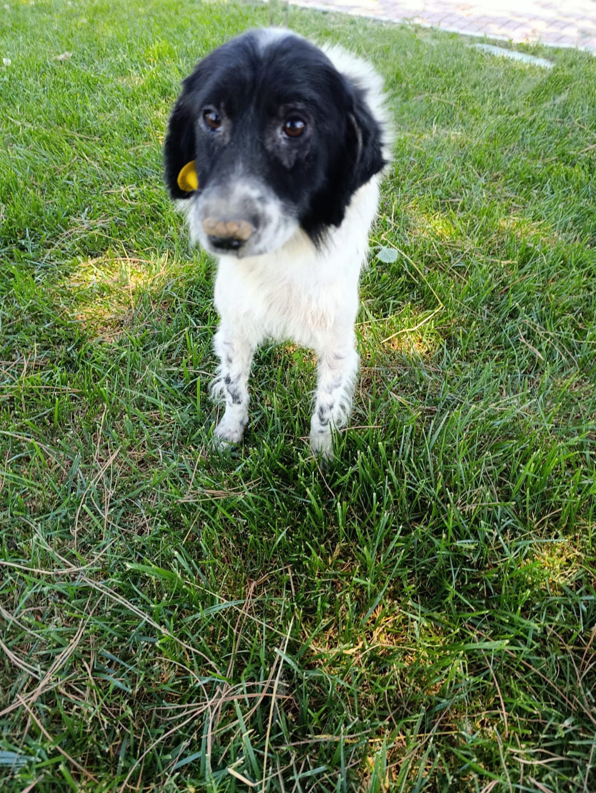 Silivri Melez 250 Melez Köpek fotoğrafı
