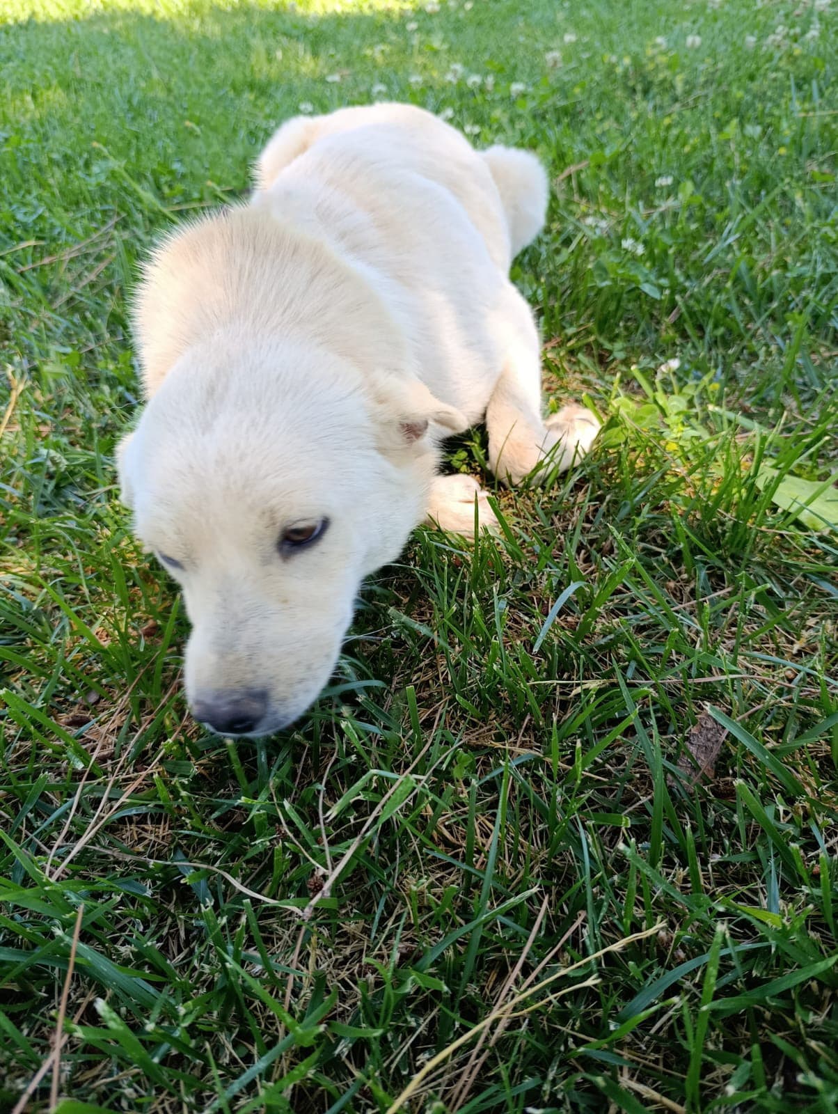 Silivri Melez 251 Melez Köpek fotoğrafı