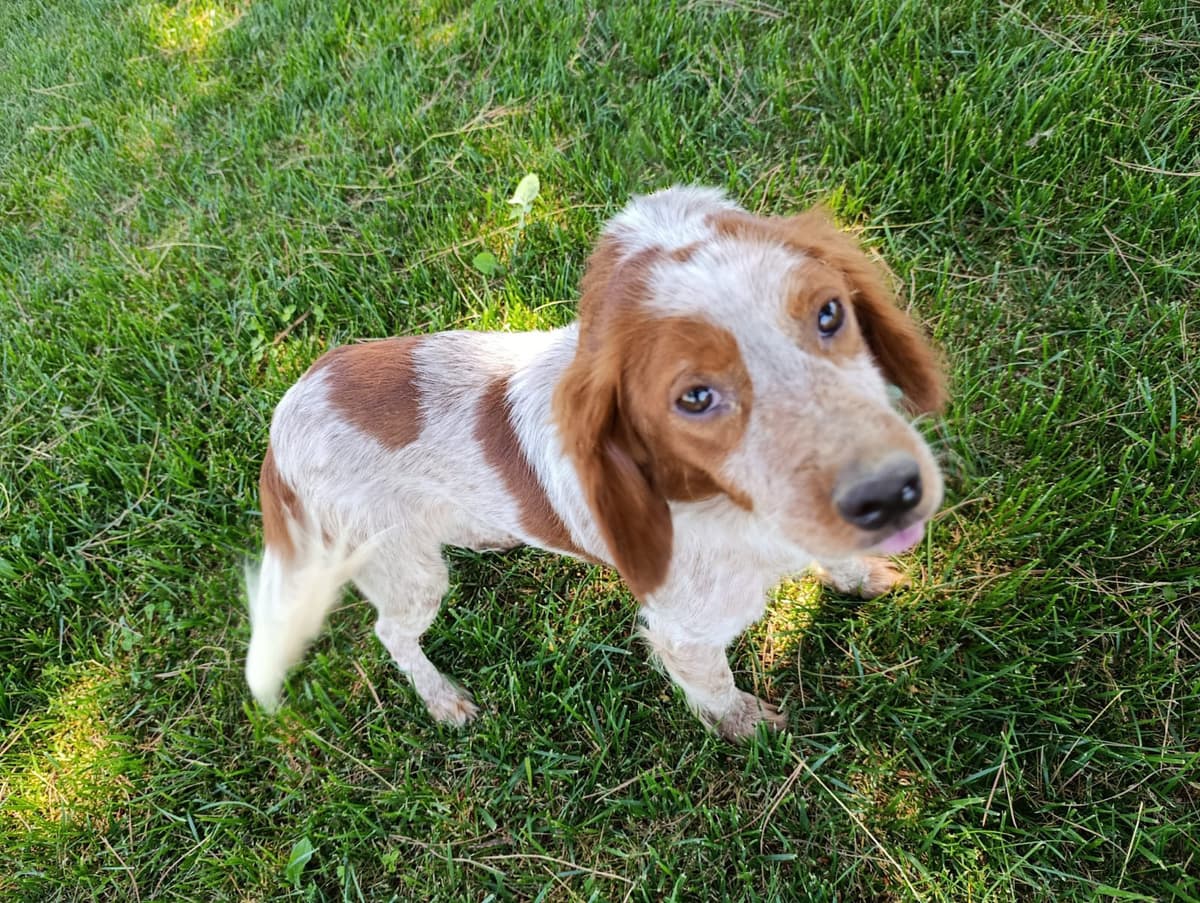Silivri Melez Köpek Melez Köpek fotoğrafı