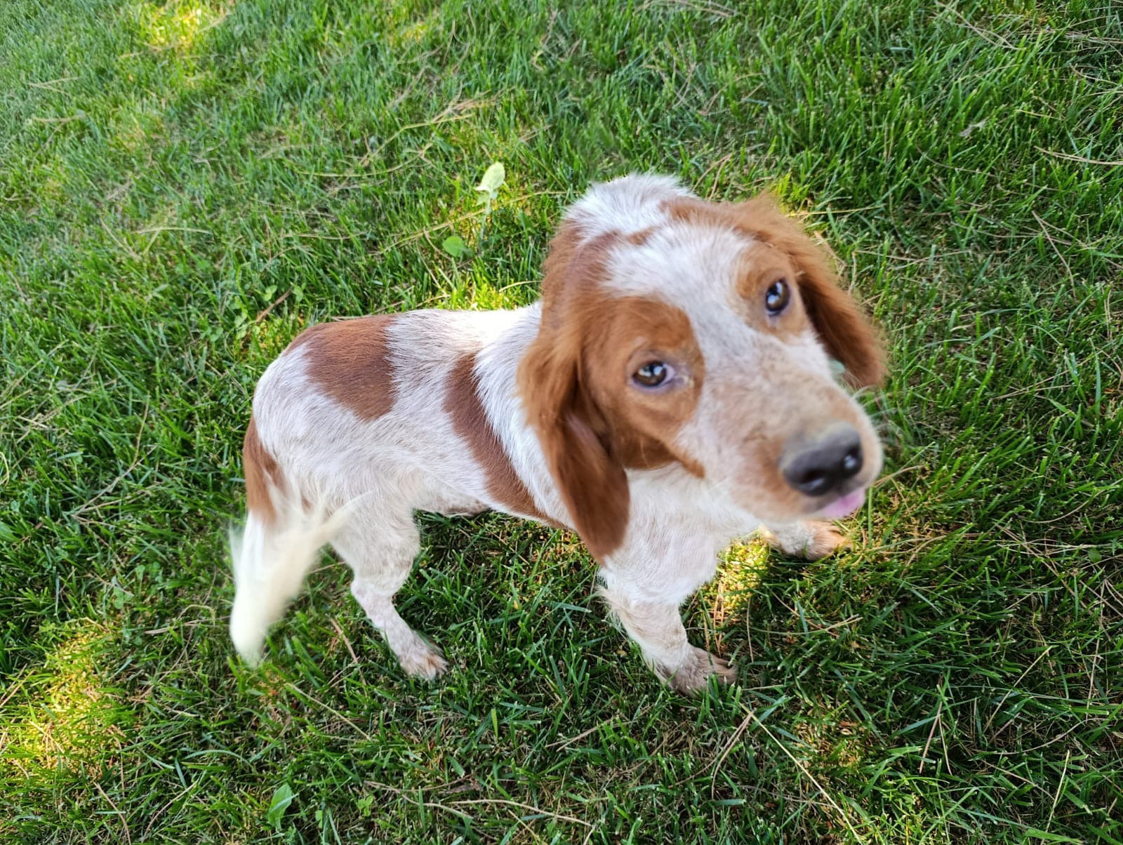 Silivri Melez 252 Melez Köpek fotoğrafı