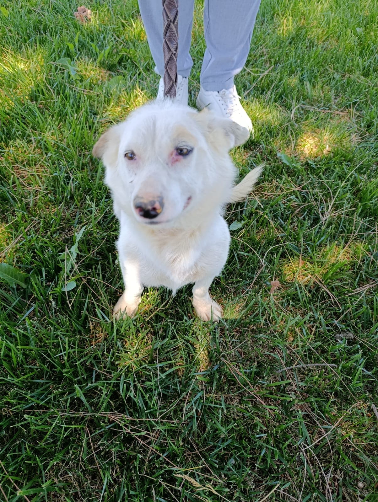 Silivri Melez 253 Melez Köpek fotoğrafı