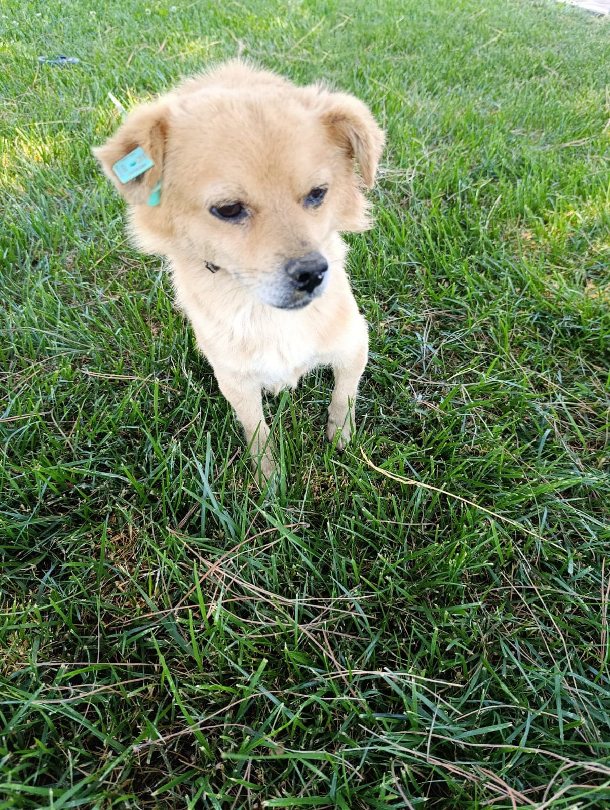 Silivri Melez 254 Melez Köpek fotoğrafı