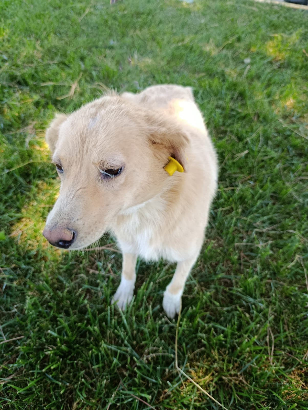 Silivri Melez 255 Melez Köpek fotoğrafı