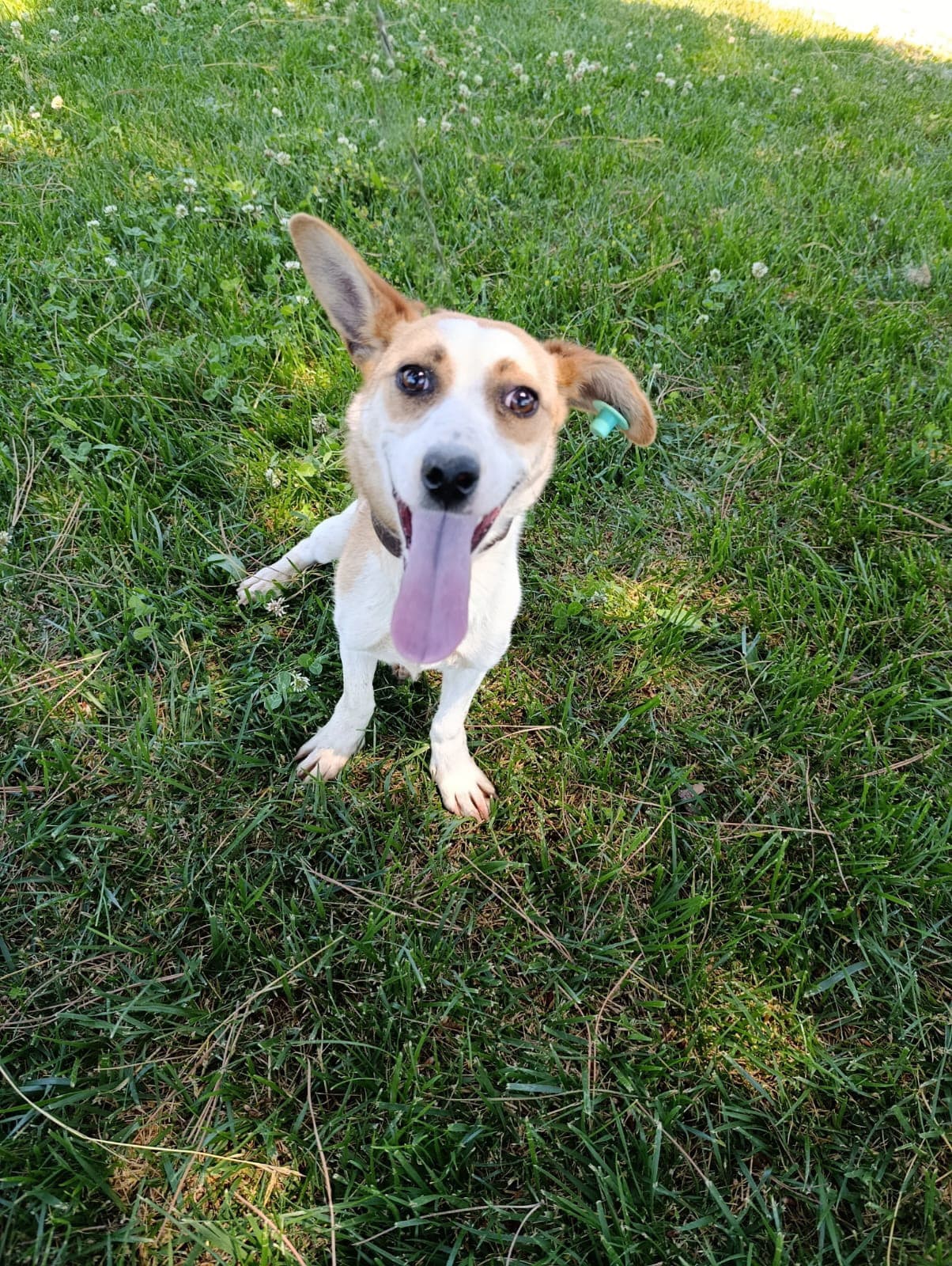 Silivri Melez 256 Melez Köpek fotoğrafı