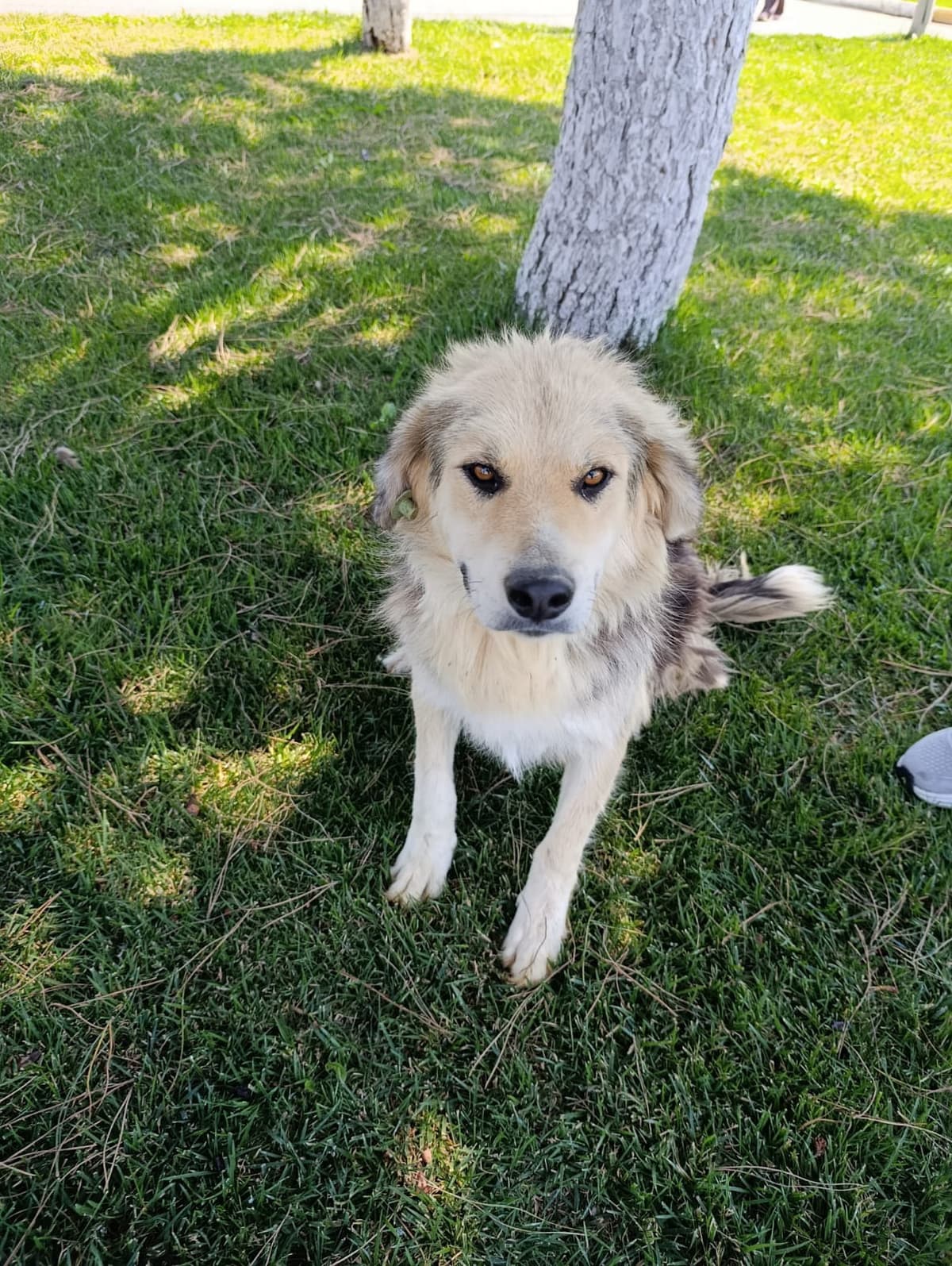 Silivri Melez Köpek Melez Köpek fotoğrafı