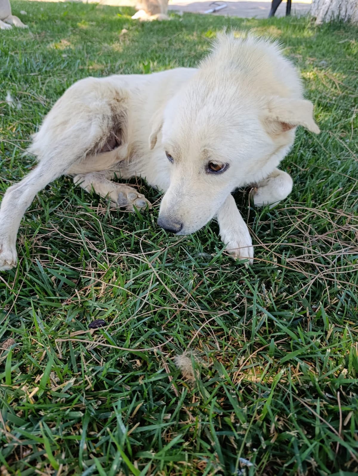 Silivri Melez Köpek Melez Köpek fotoğrafı