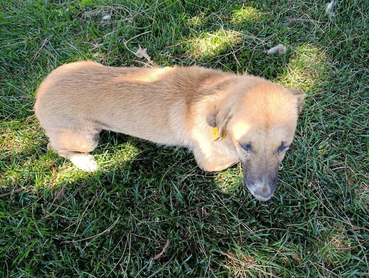 Silivri Melez Köpek Melez Köpek fotoğrafı