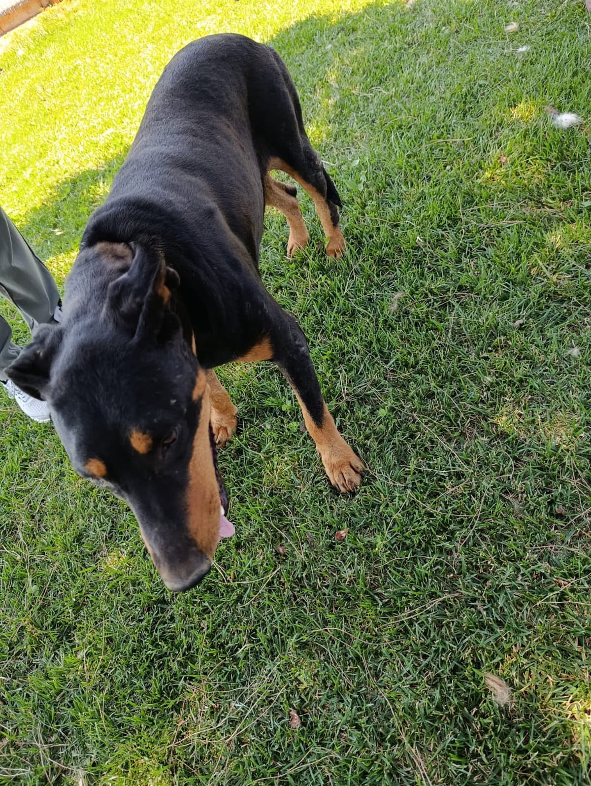 Silivri Melez Köpek Melez Köpek fotoğrafı