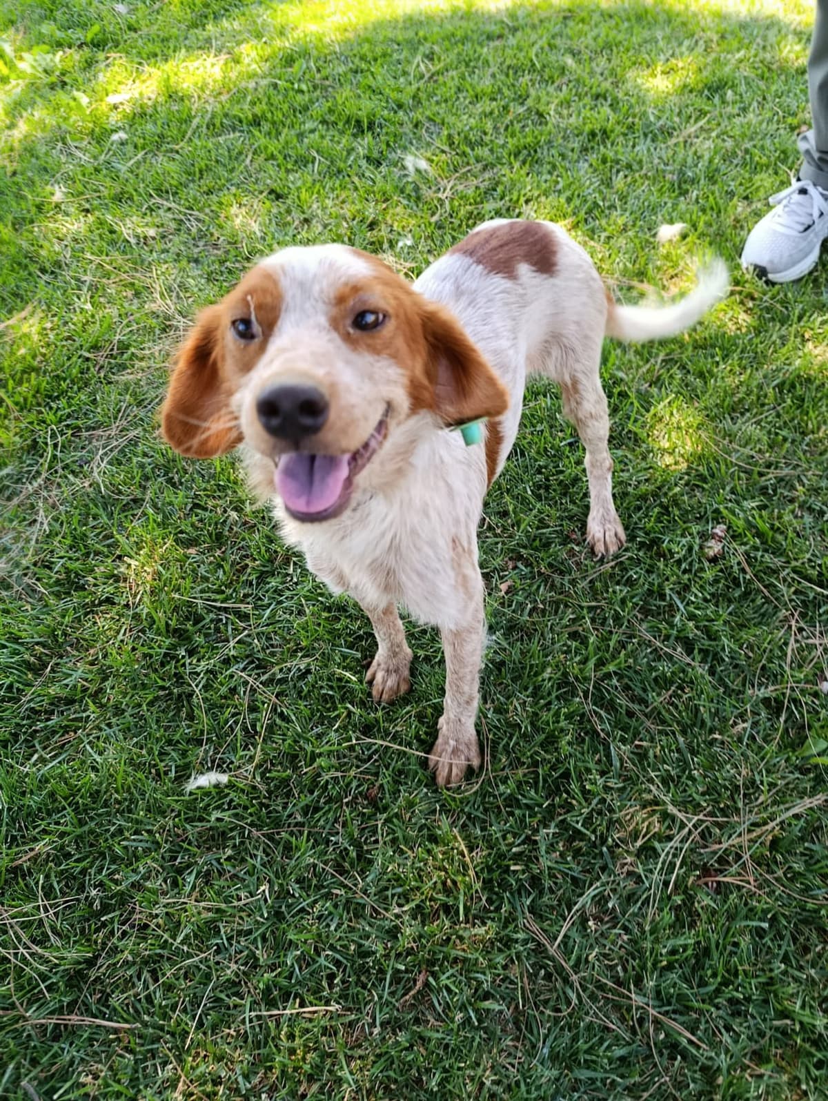 Silivri Melez Köpek Melez Köpek fotoğrafı